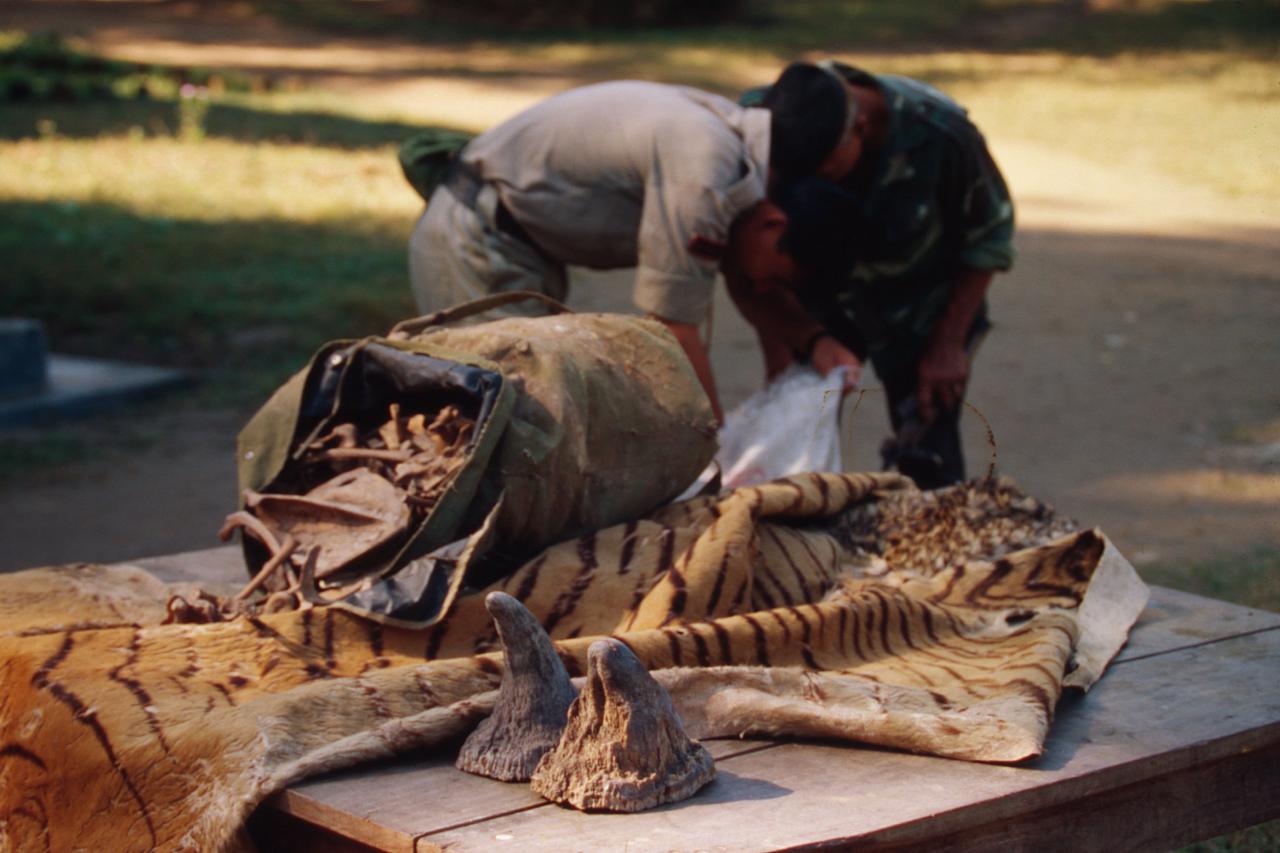 Tackling the Illegal Wildlife Trade | WWF